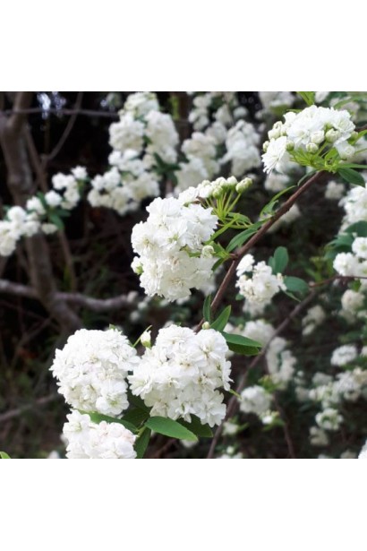 Spiraea Double White May